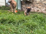 Un chiot mâle Cane Corso LOF fauve à réserver