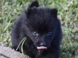 6 chiots Schipperkes noirs à réserver (LOF)