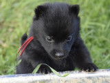 6 chiots Schipperkes noirs à réserver (LOF)