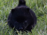 6 chiots Schipperkes noirs à réserver (LOF)