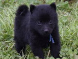 6 chiots Schipperkes noirs à réserver (LOF)
