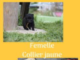 6 chiots Schipperkes noirs à réserver (LOF)
