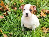 À vendre 2 chiots mâles Staffordshire Bull Terriers LOF bicolore