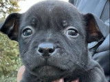 9 chiots Staffordshire Bull Terriers LOF à réserver