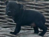 9 chiots Staffordshire Bull Terriers LOF à réserver