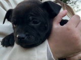 9 chiots Staffordshire Bull Terriers LOF à réserver
