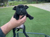 9 chiots Staffordshire Bull Terriers LOF à réserver