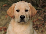 À vendre des chiots mâles Labrador Retrievers LOF sable