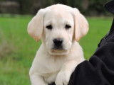 À vendre des chiots mâles Labrador Retrievers LOF sable