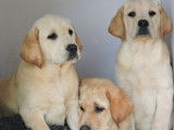 À vendre des chiots mâles Labrador Retrievers LOF sable