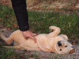 À vendre des chiots mâles Labrador Retrievers LOF sable
