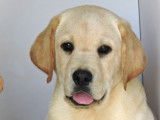 À vendre des chiots mâles Labrador Retrievers LOF sable