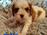 À réserver 2 chiots mâles Cavaliers King Charles LOF