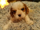 À réserver 2 chiots mâles Cavaliers King Charles LOF