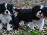 À réserver 2 chiots mâles Cavaliers King Charles LOF