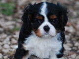 À réserver 2 chiots mâles Cavaliers King Charles LOF
