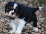 À réserver 2 chiots mâles Cavaliers King Charles LOF