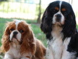 À réserver 2 chiots mâles Cavaliers King Charles LOF