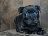 Chiot mâle Staffordshire Bull Terrier LOF bringé à acheter