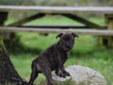 À réserver un chiot Staffordshire Bull Terrier mâle bringé LOF