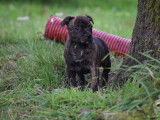 À réserver un chiot Staffordshire Bull Terrier mâle bringé LOF