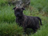 À réserver un chiot Staffordshire Bull Terrier mâle bringé LOF