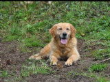 Chienne Golden Retriever LOF de 7 ans disponible à la réservation