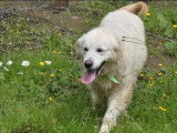 À acheter une chienne Golden Retriever LOF de 6 ans