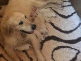 Une chienne Golden Retriever LOF de 7 ans à vendre