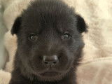 5 chiots Bergers Allemands LOF disponibles à la réservation
