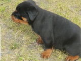 À réserver : des chiots Rottweiler LOF