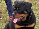 À réserver : des chiots Rottweiler LOF