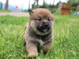 Chiots Shiba Inu LOF à réserver