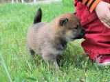 Chiots Shiba Inu LOF à réserver