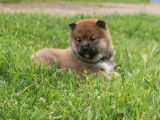 Chiots Shiba Inu LOF à réserver