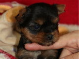 Des chiots Yorkshire Toy LOF à vendre