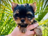 Des chiots Yorkshire Toy LOF à vendre