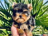 Des chiots Yorkshire Toy LOF à vendre