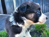 4 chiots Border Collies LOF à réserver