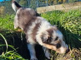 4 chiots Border Collies LOF à réserver