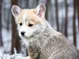 Chiots Welsh Corgi Pembroke LOF à réserver