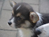Chiot de race Welsh Corgi Pembroke à vendre