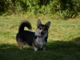 Chiot de race Welsh Corgi Pembroke à vendre