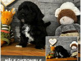 Chiots Bichons Havanais LOF à réserver