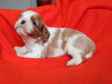 3 chiots mâles Cavalier King Charles LOF à réserver