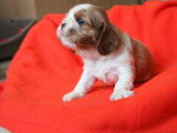 3 chiots mâles Cavalier King Charles LOF à réserver