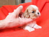 3 chiots mâles Cavalier King Charles LOF à réserver