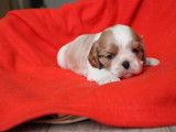 3 chiots mâles Cavalier King Charles LOF à réserver