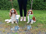 3 chiots mâles Cavalier King Charles LOF à réserver