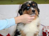Des chiots Bergers Américains Miniatures LOF à vendre